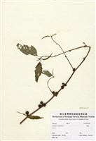 藏品(黃麻)的圖片